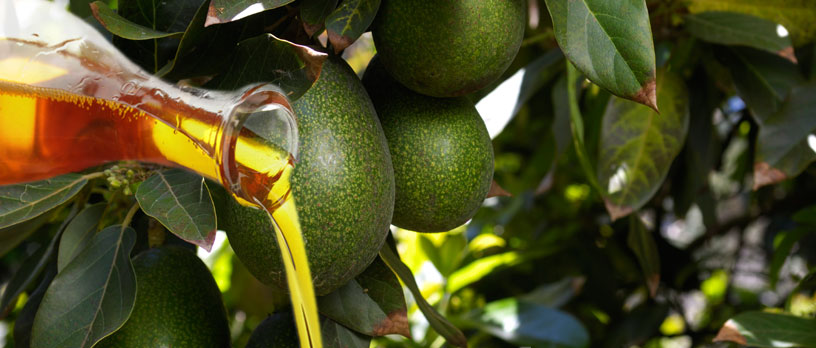 Avocado-Öl