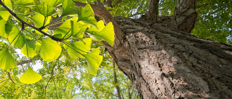 Ginko-Bilboa